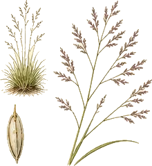 Poverty Oatgrass