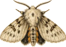 Streaked Tussock Moth