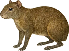 Mexican Agouti
