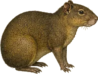 Central American Agouti