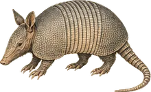 Nine-banded Armadillo