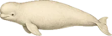 Beluga Whale