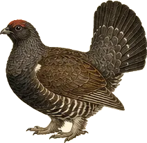 Dusky Grouse