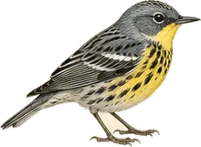 Kirtland's Warbler