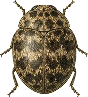 Hide Beetle
