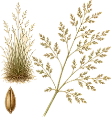 Tufted Hairgrass