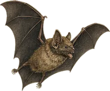 Hairy-legged Vampire Bat