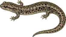 Allegheny Mountain Dusky Salamander