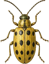 Spotted Cucumber Beetle