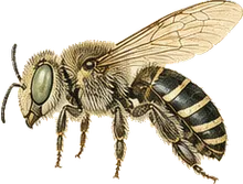 Cactus Bee