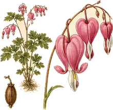 Pacific Bleeding Heart