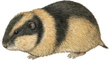 Collared Lemming