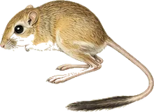 Texas Kangaroo Rat