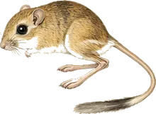 Heermann's Kangaroo Rat