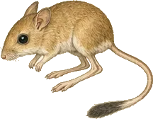 Merriam's Kangaroo Rat