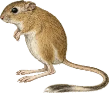 Banner-tailed Kangaroo Rat