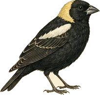 Bobolink