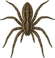 Dark Fishing Spider