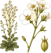 Spring Whitlowgrass
