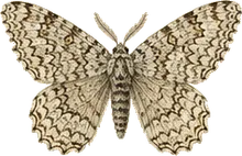 Large Lichen Moth