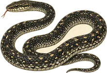 Speckled Racer