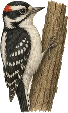 Downy Woodpecker