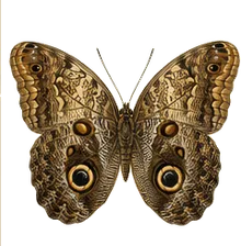Giant Owl Butterfly