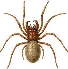 Woodlouse Spider
