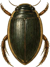 Great Diving Beetle
