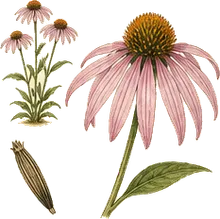 Pale Purple Coneflower