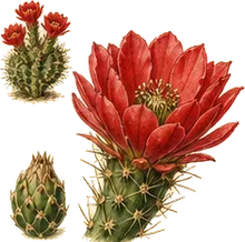 Claret Cup Cactus