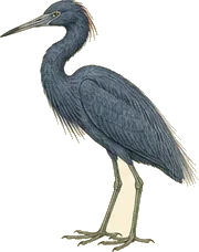Little Blue Heron