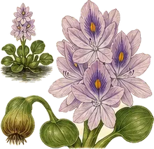 Water Hyacinth