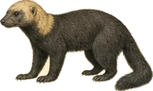 Tayra