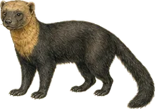 Mexican Tayra