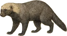 Grayish Tayra