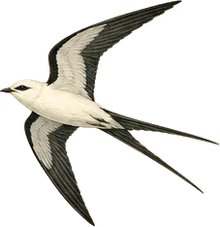 Swallow-tailed Kite