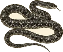 Black Rat Snake