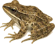 Greenhouse Frog