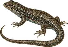 Northern Alligator Lizard