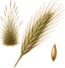 Bottlebrush Grass