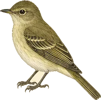Hammond's Flycatcher