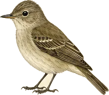 Willow Flycatcher