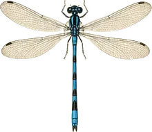 Familiar Bluet