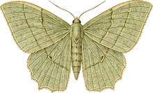 Maple Spanworm Moth