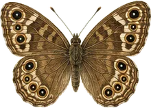 Northern Pearly-eye