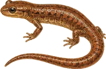 Ensatina