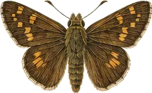 Silver-spotted Skipper