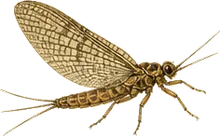Brown Drake Mayfly
