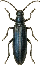 Black Blister Beetle